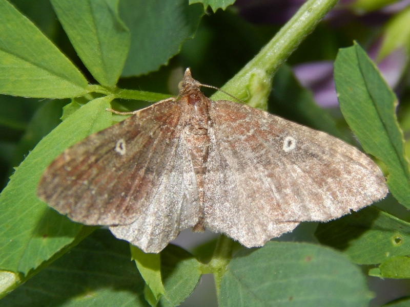 Geometridae da ID1